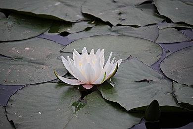 Epic收购《追踪地平线》开发商AQUIRIS